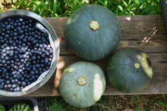 菜園・カボチャ3種