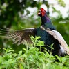 菜園・キジ♂3度のホロ打ち 