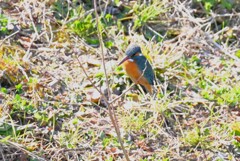 K川・中流域のカワセミ♀