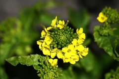 2月24日の用水路 ・菜の花