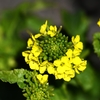 2月24日の用水路 ・菜の花