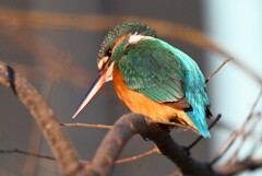 用水路・カワセミ♀若これも高い枝