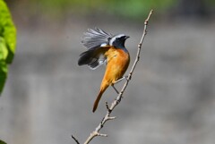 K川・今季初見ジョウビタキ♂ 