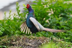 菜園・キジ♂ホロ打ち4点 