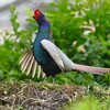 菜園・キジ♂ホロ打ち4点 