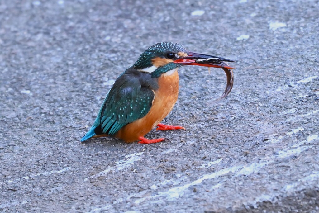 Ｋ川中流域・もう一羽のカワセミ♀大物ドジョウと格闘