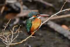 K川中流域・カワセミ♀伐採された区画で・・