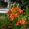 K川沿道・スカシユリ開花