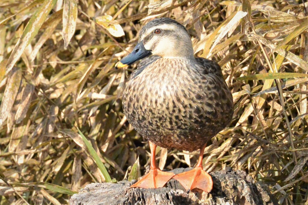 お立ち台のカルガモ