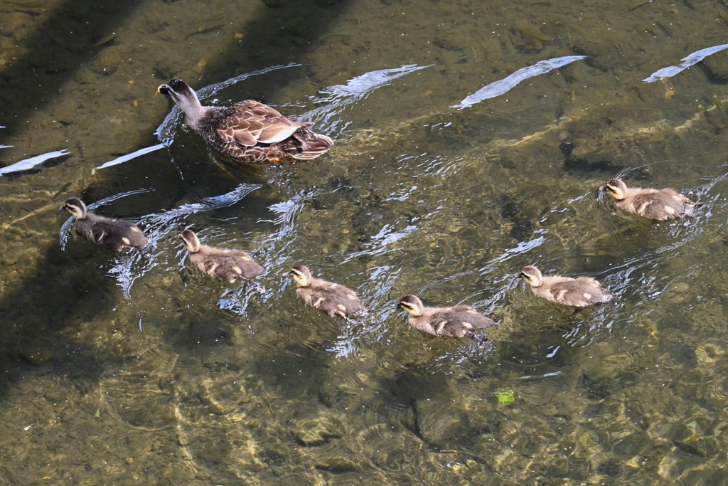 都内公園付近・カルガモ親子B組(ひな6羽)