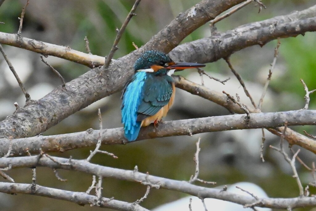 K川・上流域のカワセミ♀魚を呑み込んだ後