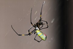 用水路・ヒラタアブを巻き付けるジョロウグモ