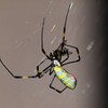 用水路・ヒラタアブを巻き付けるジョロウグモ