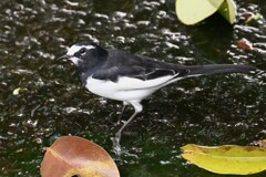 セグロセキレイ