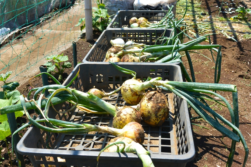菜園・タマネギ収穫
