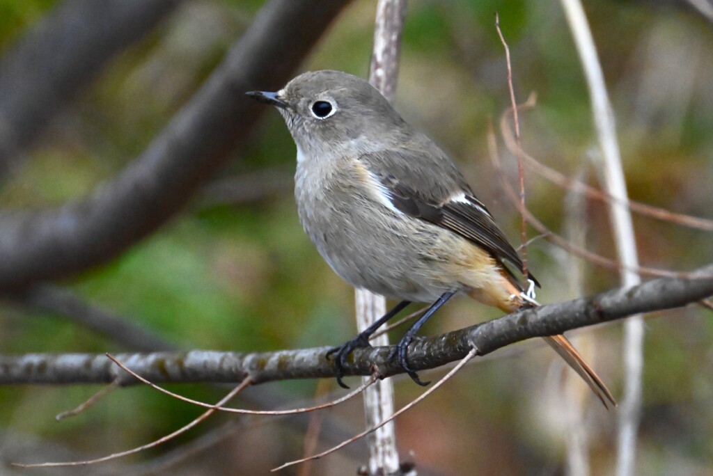 用水路・ジョウビタキ♀