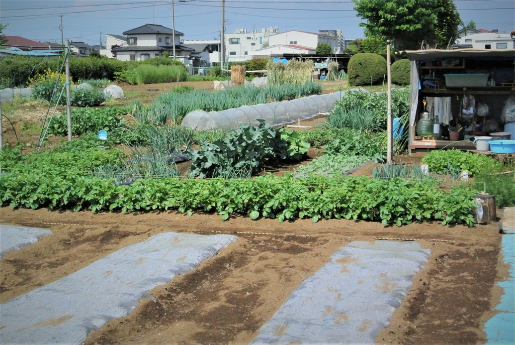 着々と大きくなっている作物たち