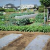 着々と大きくなっている作物たち