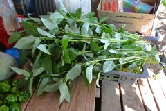 菜園・8月25日のモロヘイヤ