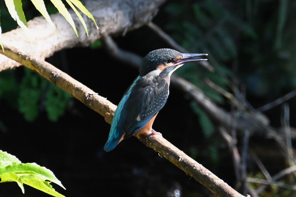 用水路・カワセミひなへの給餌（用水路で初見初撮り）