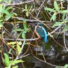 K川・カワセミ♀ 