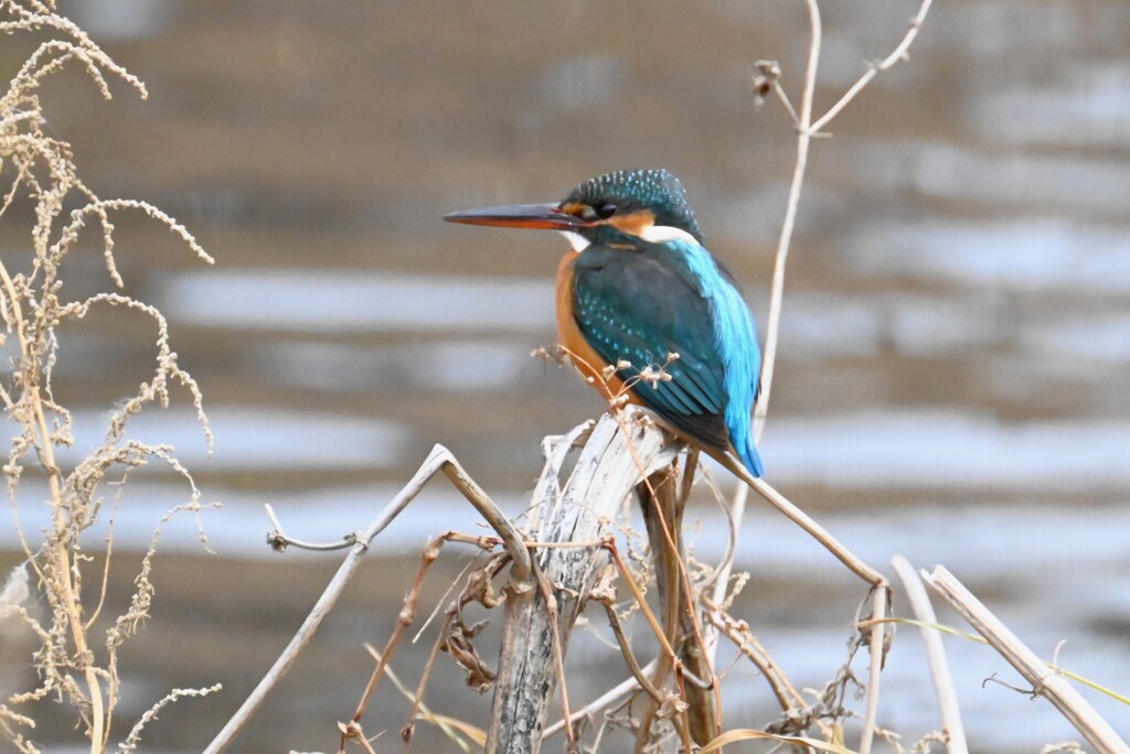 K川・上流のカワセミ♀ 