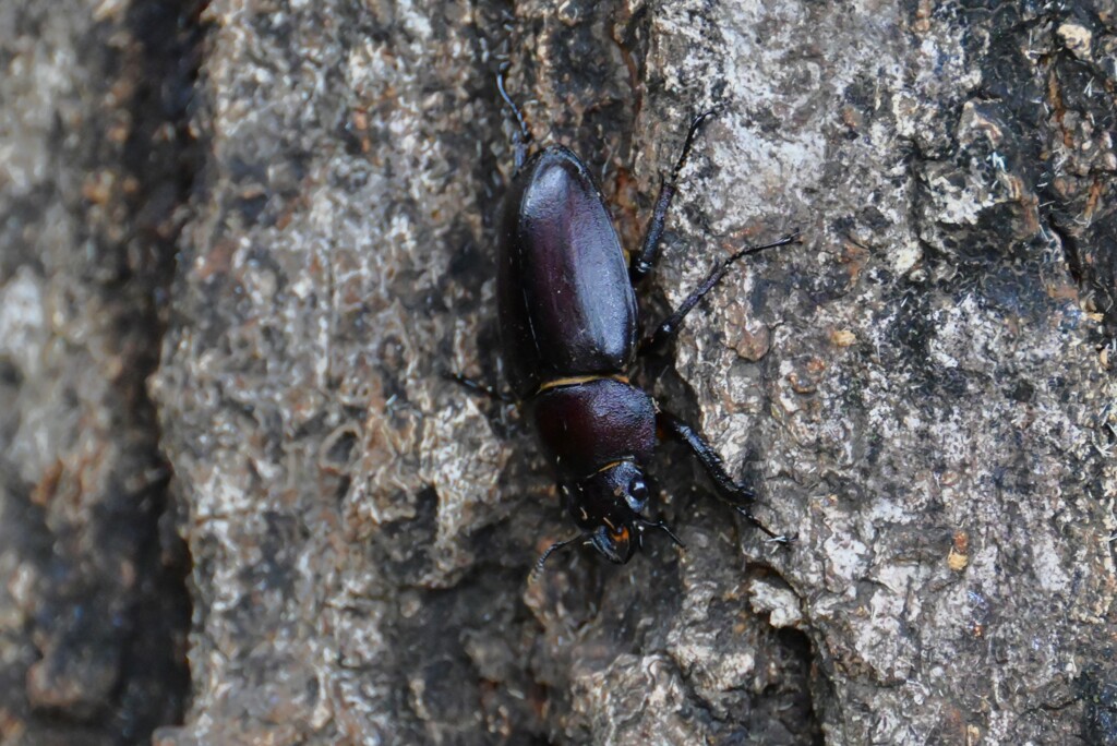 用水路・ノコギリクワガタ♀