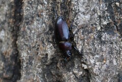 用水路・ノコギリクワガタ♀