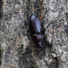 用水路・ノコギリクワガタ♀