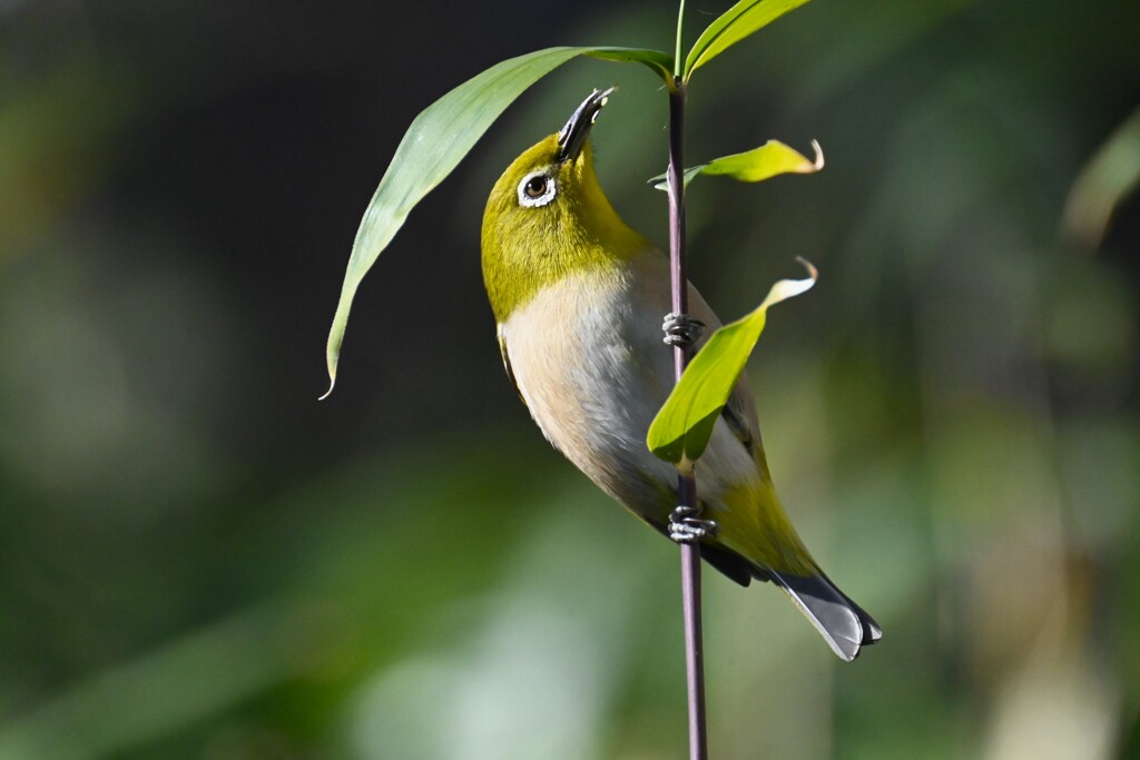 2月22日 (笹の花を食べるメジロ)