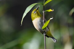 2月22日 (笹の花を食べるメジロ)