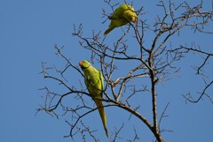 用水路・ワカケホンセイインコカップル