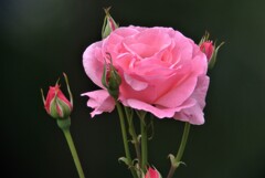 花屋さんのバラ、挿し木で大きく・・