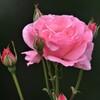 花屋さんのバラ、挿し木で大きく・・