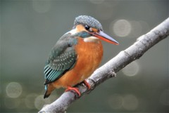 カワセミ♀