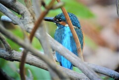 カワセミ♂・たった一度だけ陽のさす場所に・・