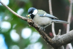 食事中のシジュウカラ