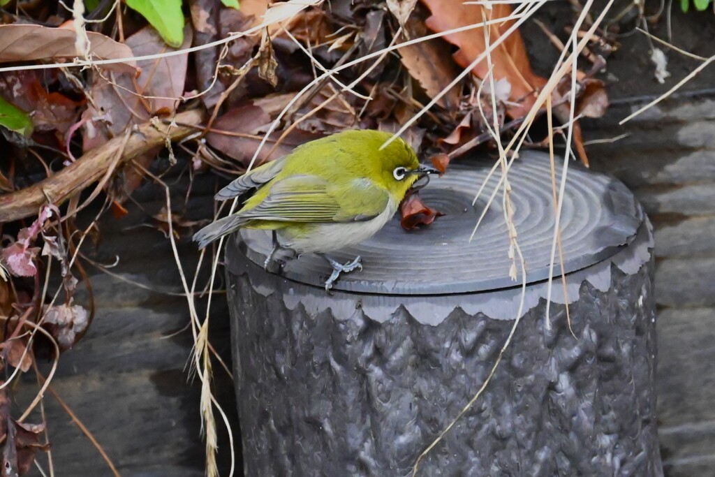 用水路・メジロ（カワセミのステージに・・）