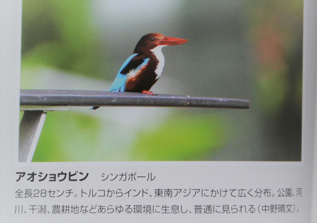 アオショウビン