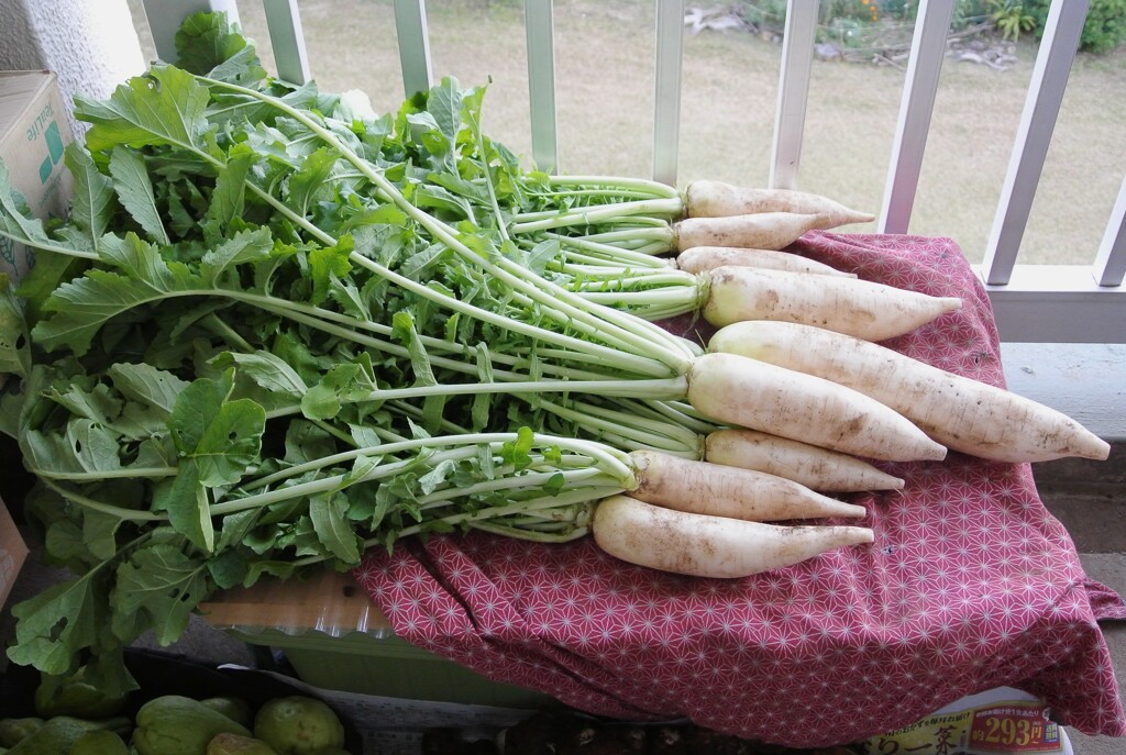 菜園・ダイコンの間引き≪10月28日 (4)