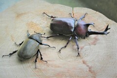 カブトムシ雌雄