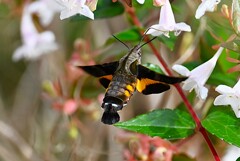K川下流域・アベリアの花にホシホウジャク