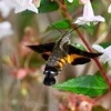 K川下流域・アベリアの花にホシホウジャク