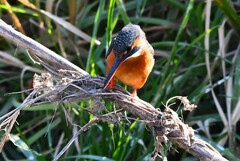 K川下流域・カワセミ♀若魚を落とした！