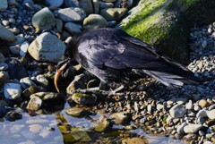 K川・ドジョウを食べるハシボソガラス