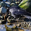 K川・ドジョウを食べるハシボソガラス