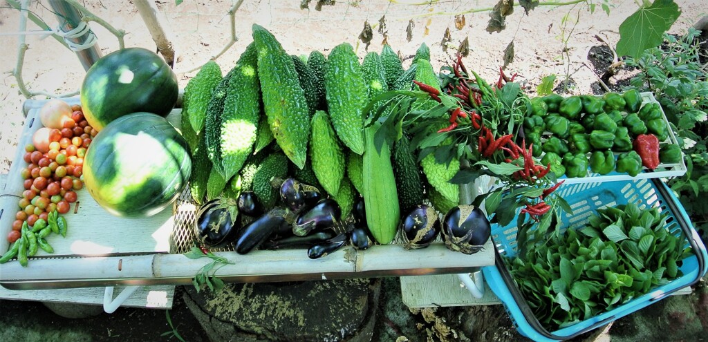 第十二回総収穫