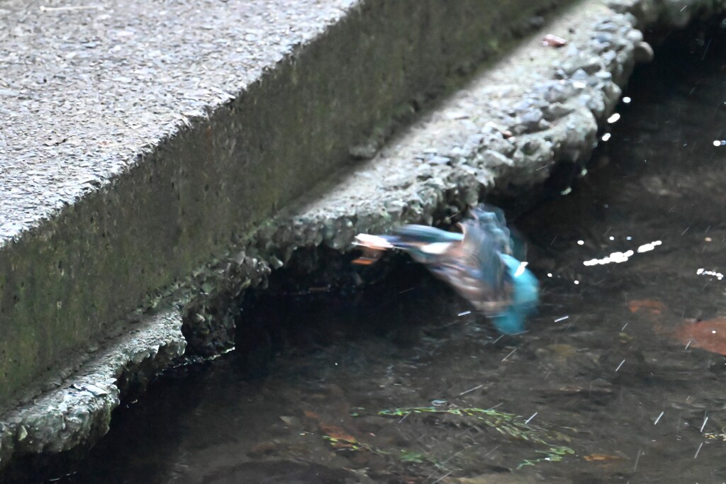 巣穴前岸壁で巣立ったばかりのひな♂ 