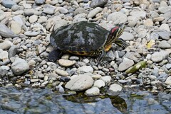 K川下流域・苔むしたミシシッピアカミミガメ
