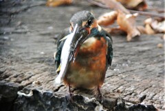 用水路のカワセミ♀若鳥・初個体 .
